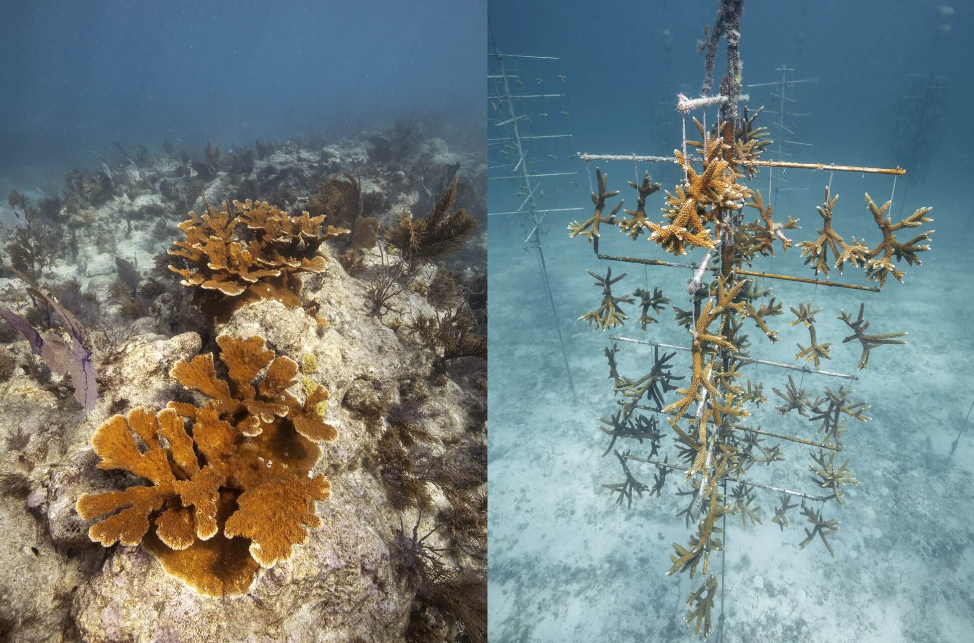 Coral Restauration Foundation